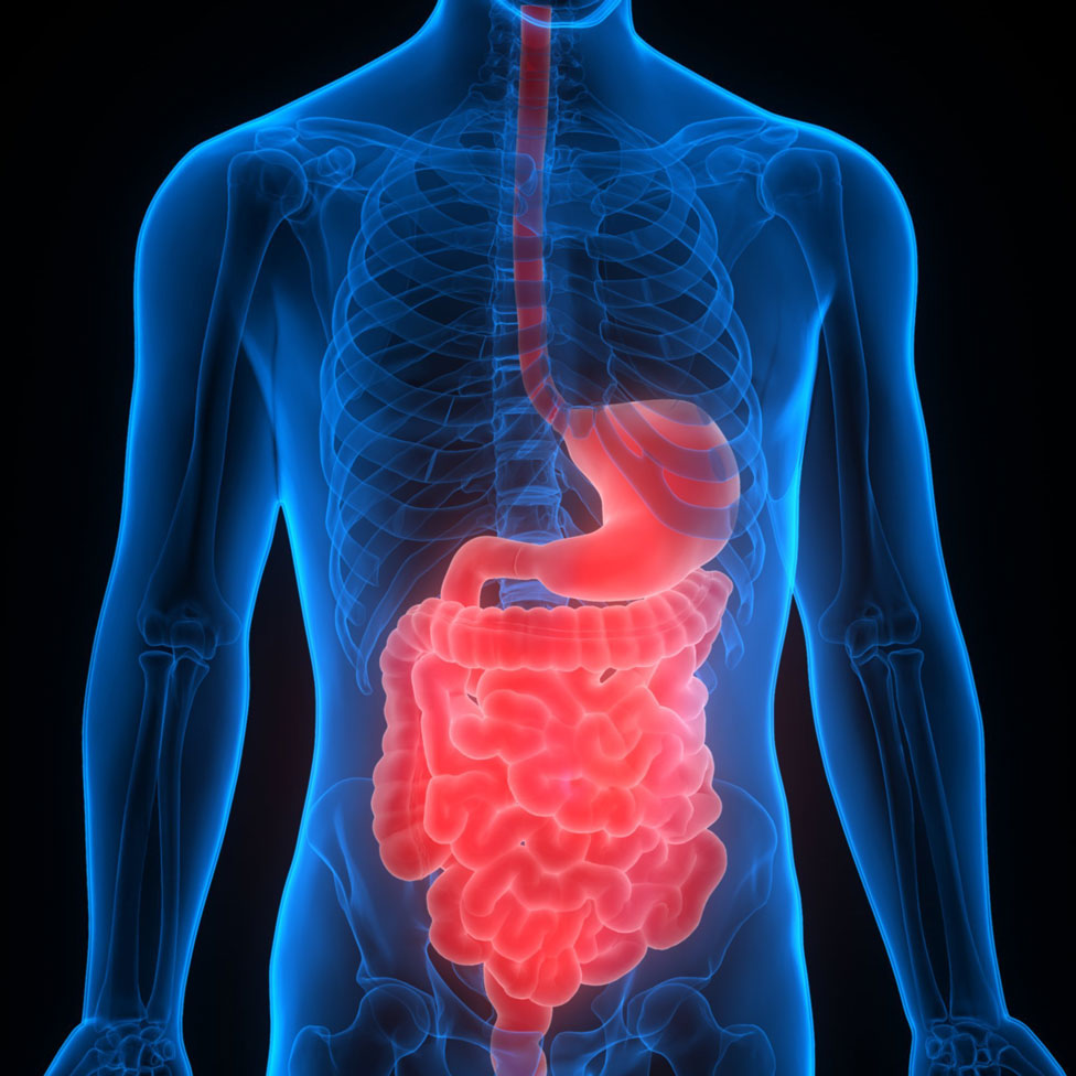 1x1_400x400_digestive_system_2.jpg