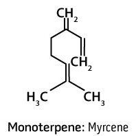 1x1_198x198_monoterpene_us_english_web.gif