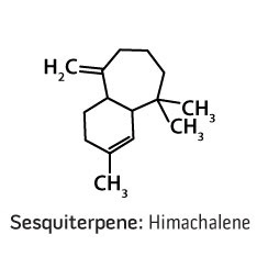 1x1_234x234_sesquiterpene_us_english_web.gif