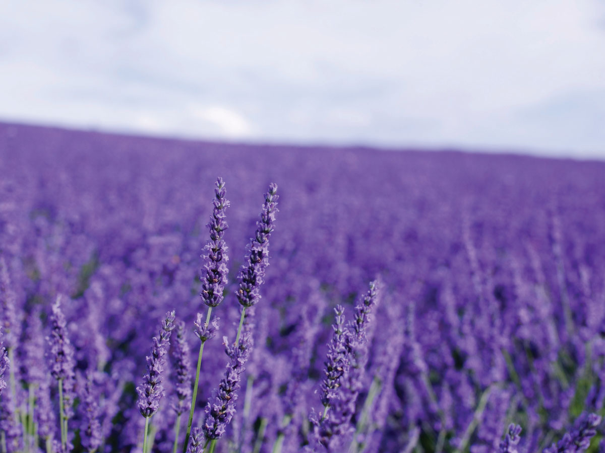 4x3_700x525_lavender_fields_web_us_english.jpg