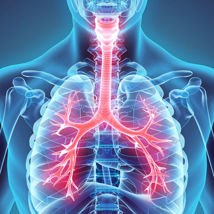1x1_400x400_respiratory_system.jpg