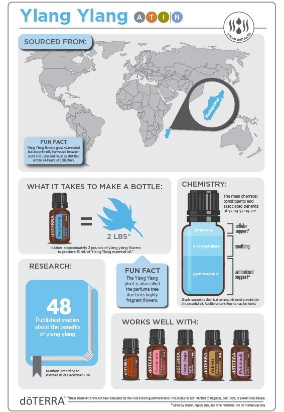 2x3-566x819-ylang-ylang-education-infographic.jpg