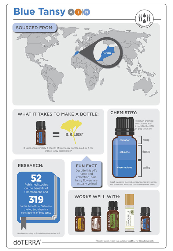 2x3-566x819-blue-tansy-infographic.jpg