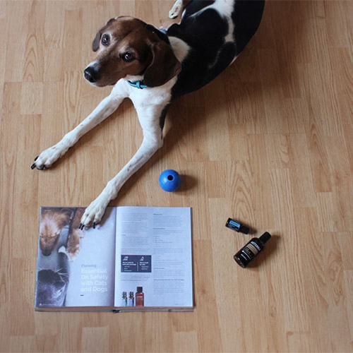 A dog lying on a wooden floor next to an open magazine and two bottles of essential oils.