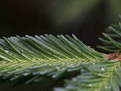 Balsam Fir image