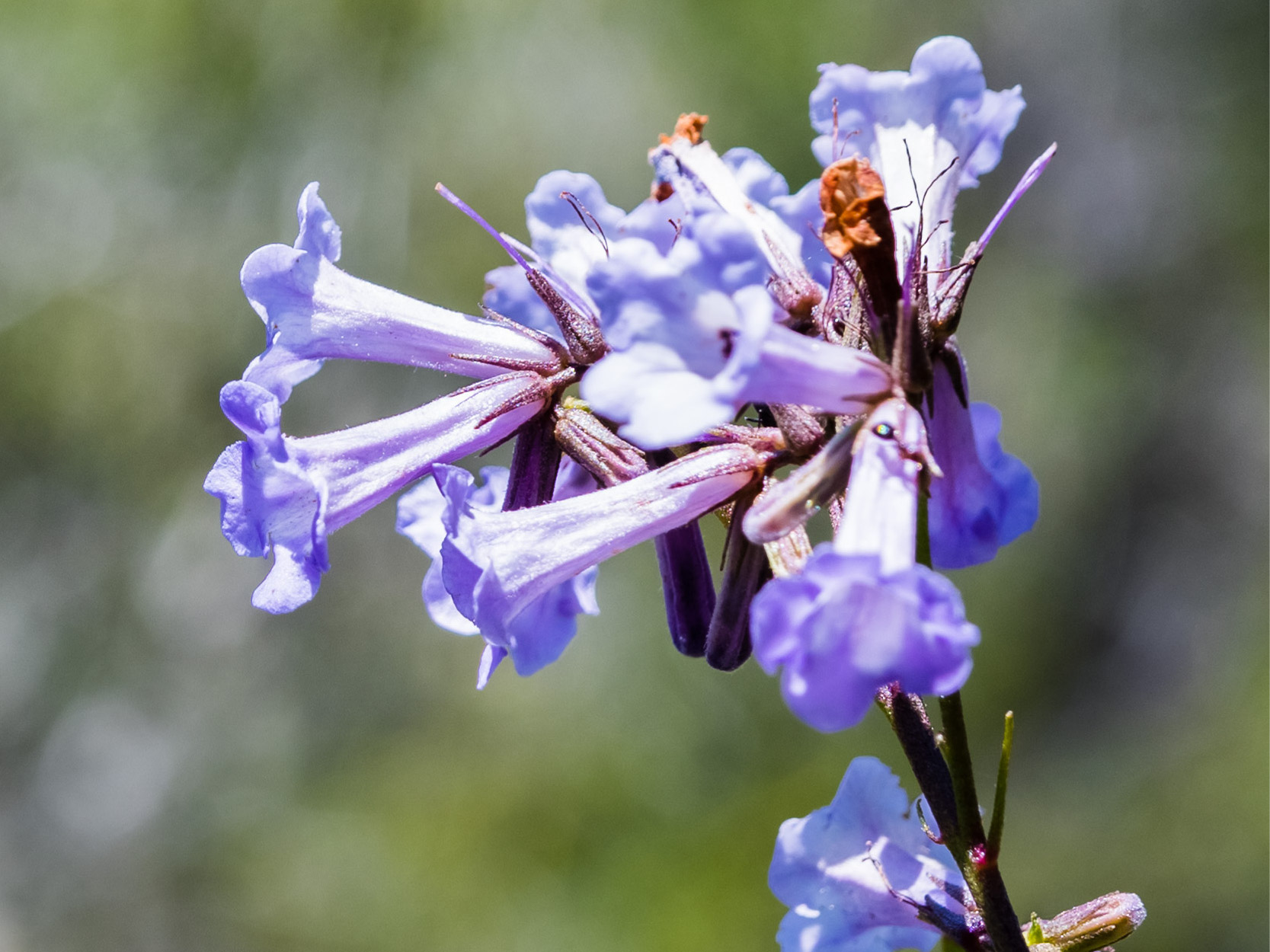 MetaPWR Mito2Max Ingredient Images_Eriodictyon Californicum - mobile.jpg