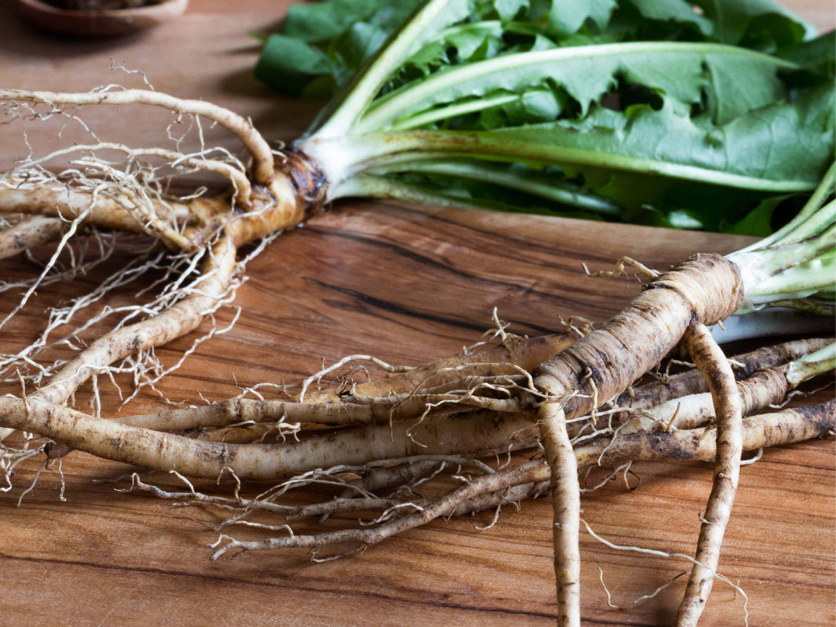 Dandelion root - mobile.jpg