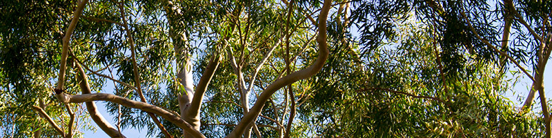800x200-lemon-eucalyptus-desktop.jpg
