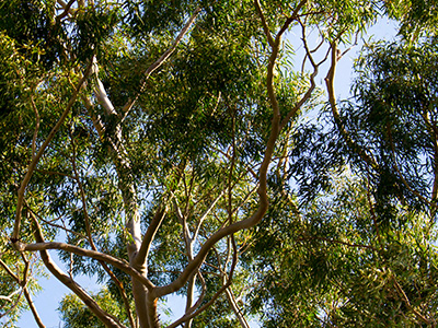 400x300-;lemon-eucalyptus-mobile.jpg