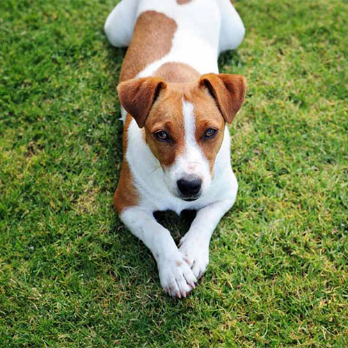 A dog lying on the grass