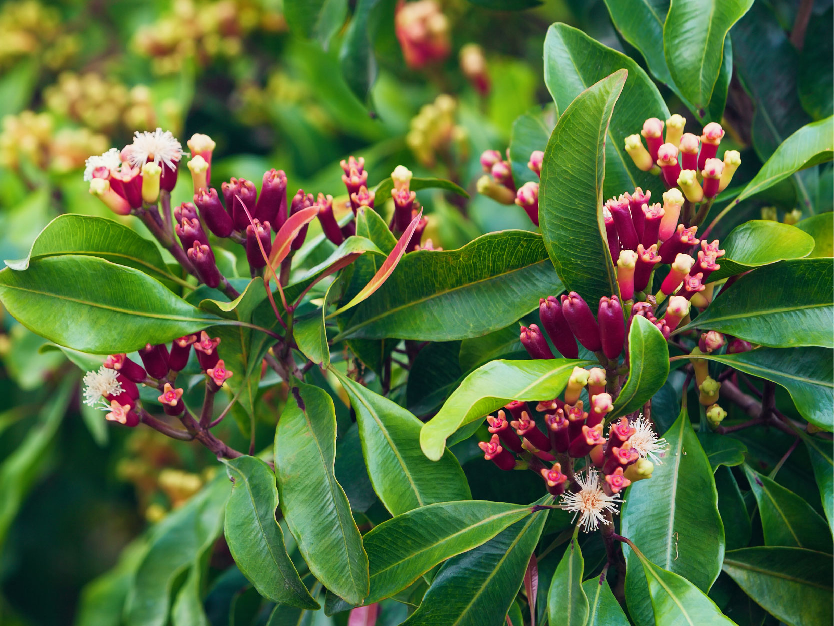 Clove flower - mobile.jpg