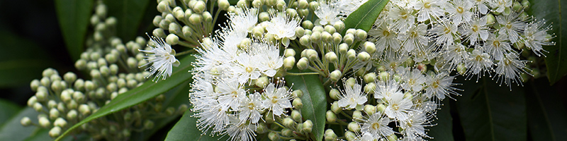 800x200-lemon-myrtle-desktop.jpg