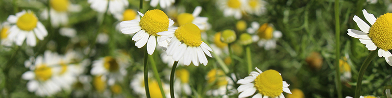 roman chamomile image