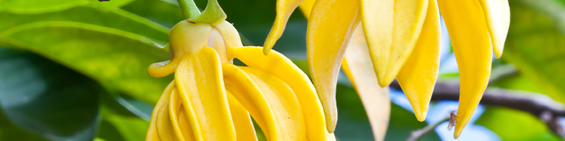 Ylang Ylang image
