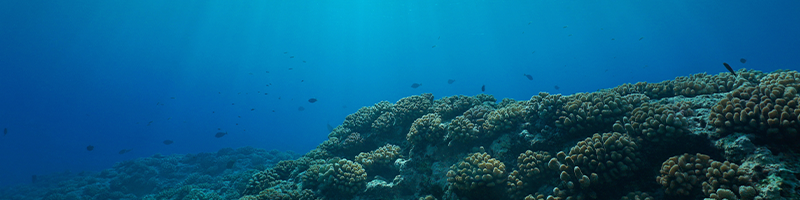 Deep Ocean Minerals.png