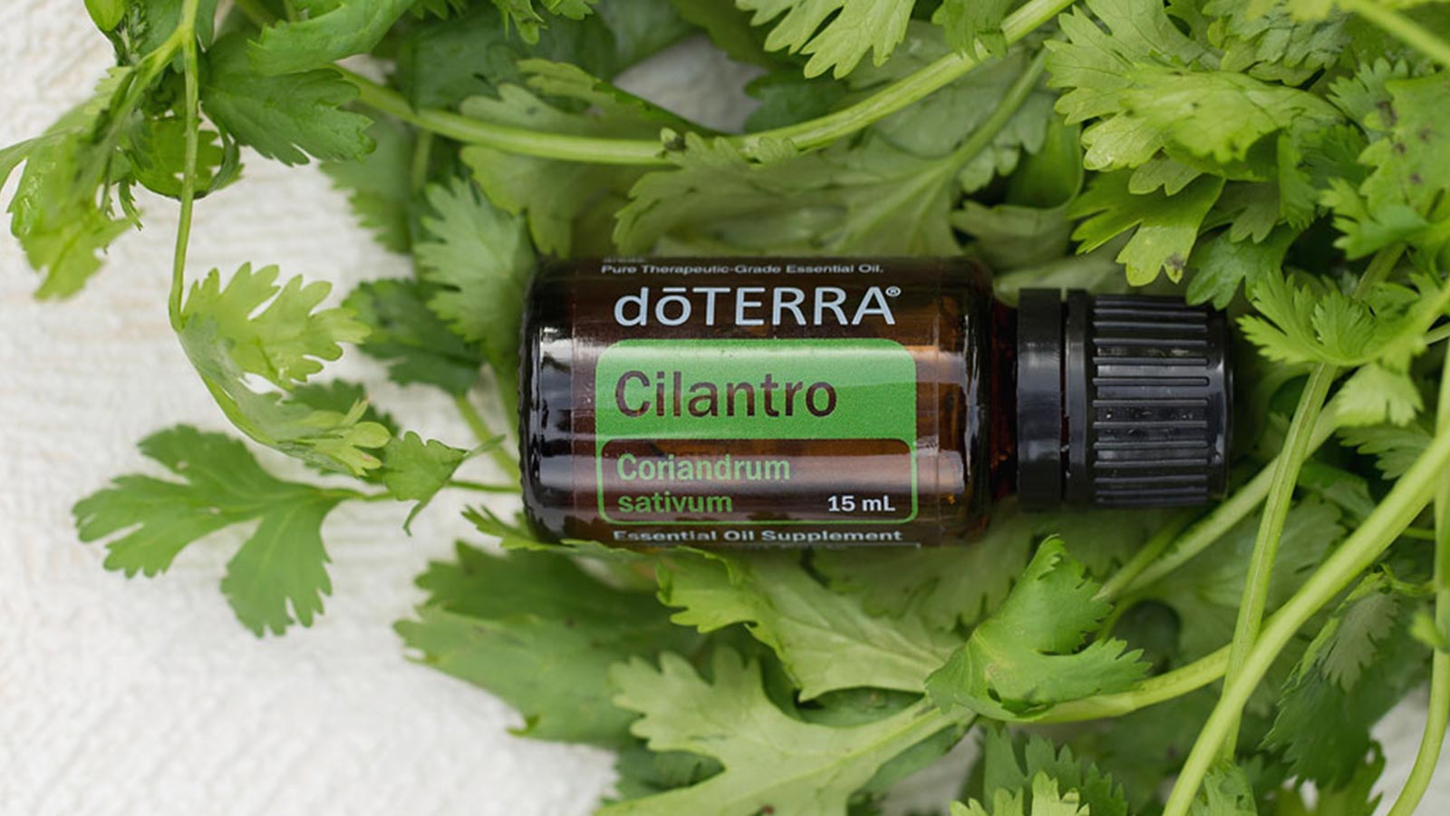 doTERRA Cilantro essential oil placed on a bed of fresh cilantro leaves. 
