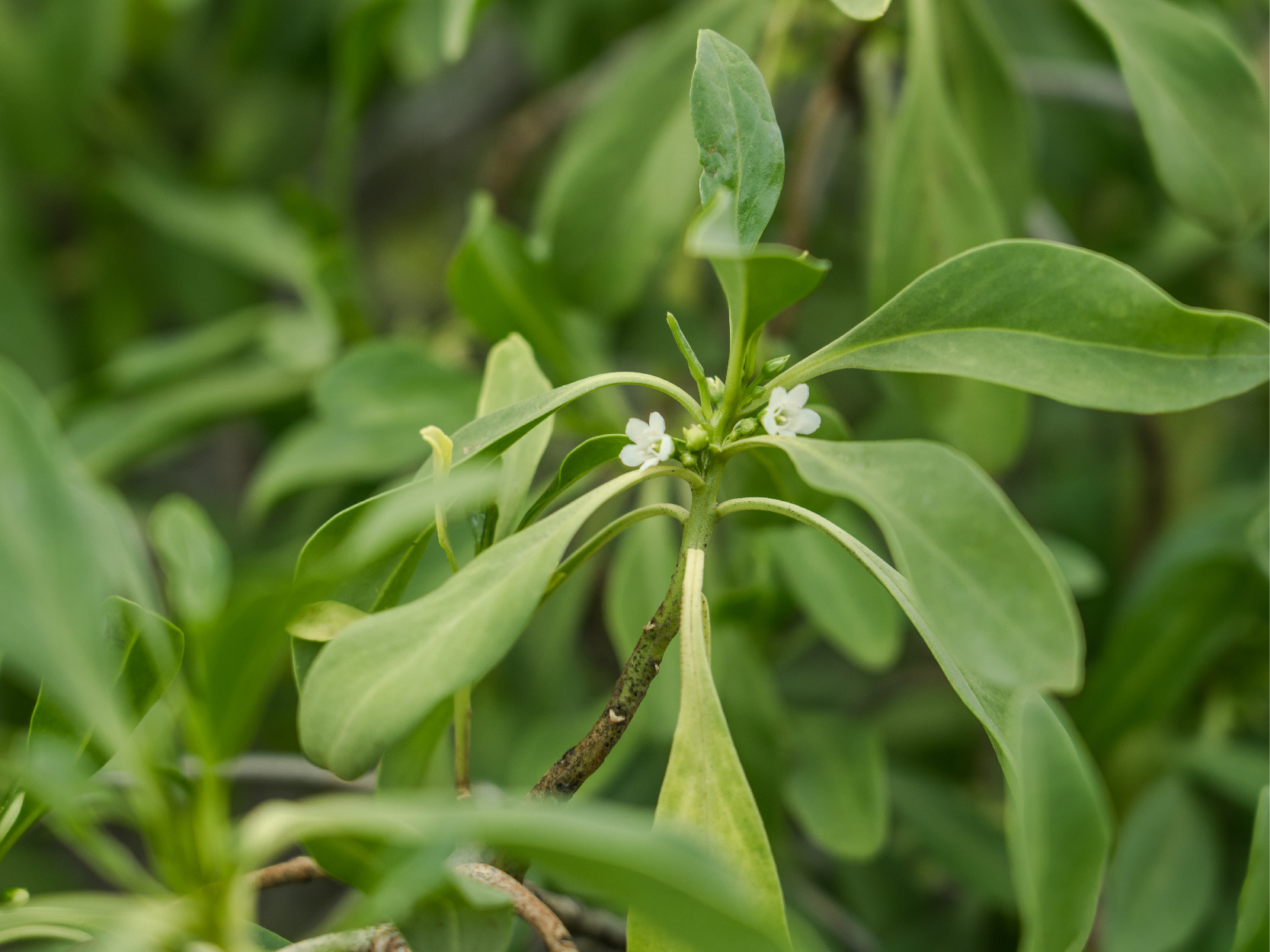 Naio wood Images_mobile.jpg