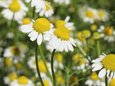 roman chamomile image