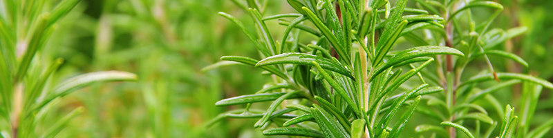 Rosemary image