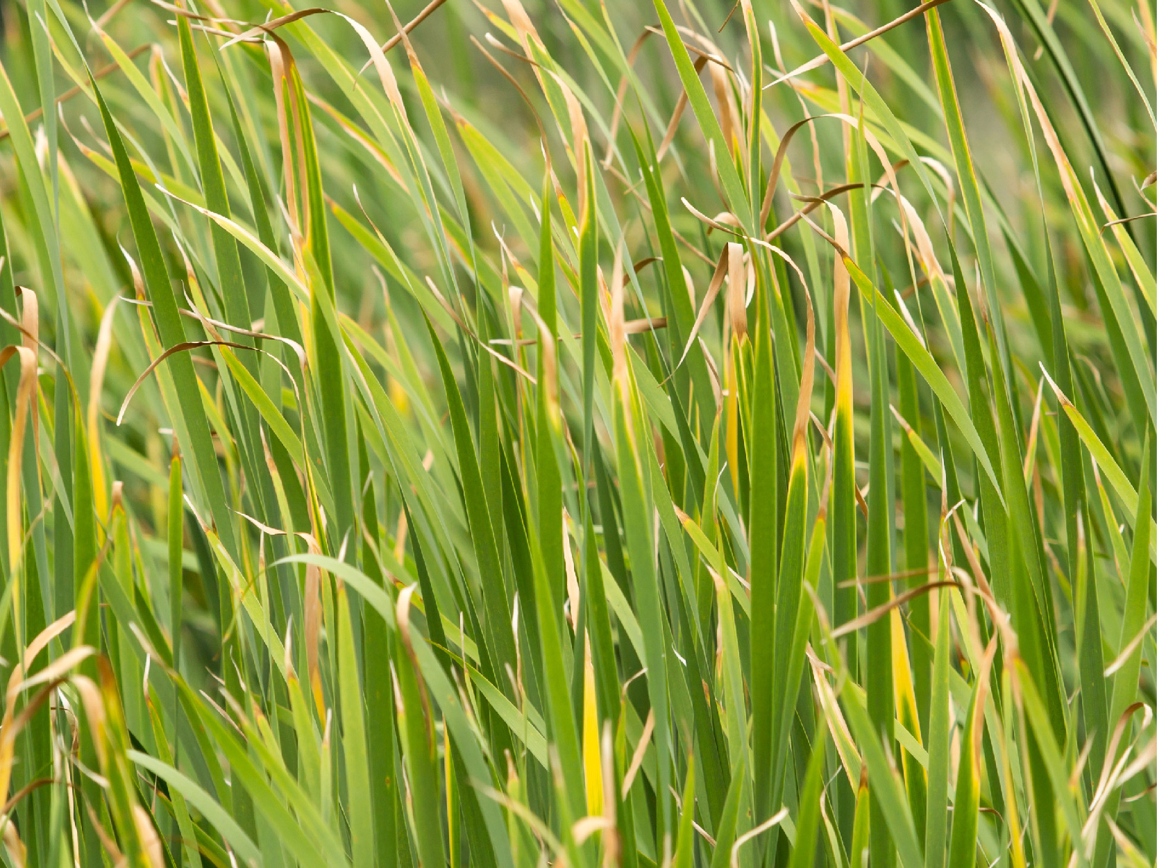 Serenity Stick Product Page images_vetiver - mobile.jpg