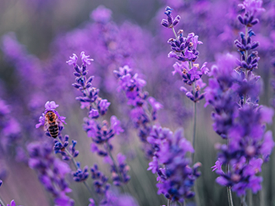 Lavender Essential Oil  image