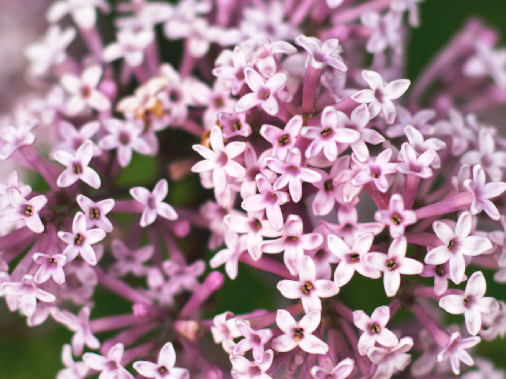 Serenity Stick Product Page images_valerian - mobile.jpg