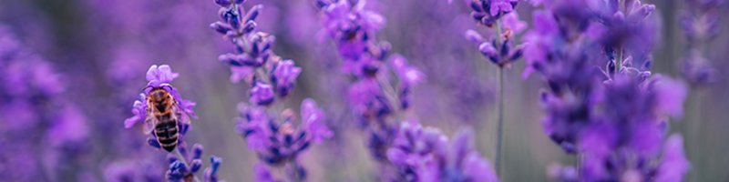 Lavender Essential Oil image