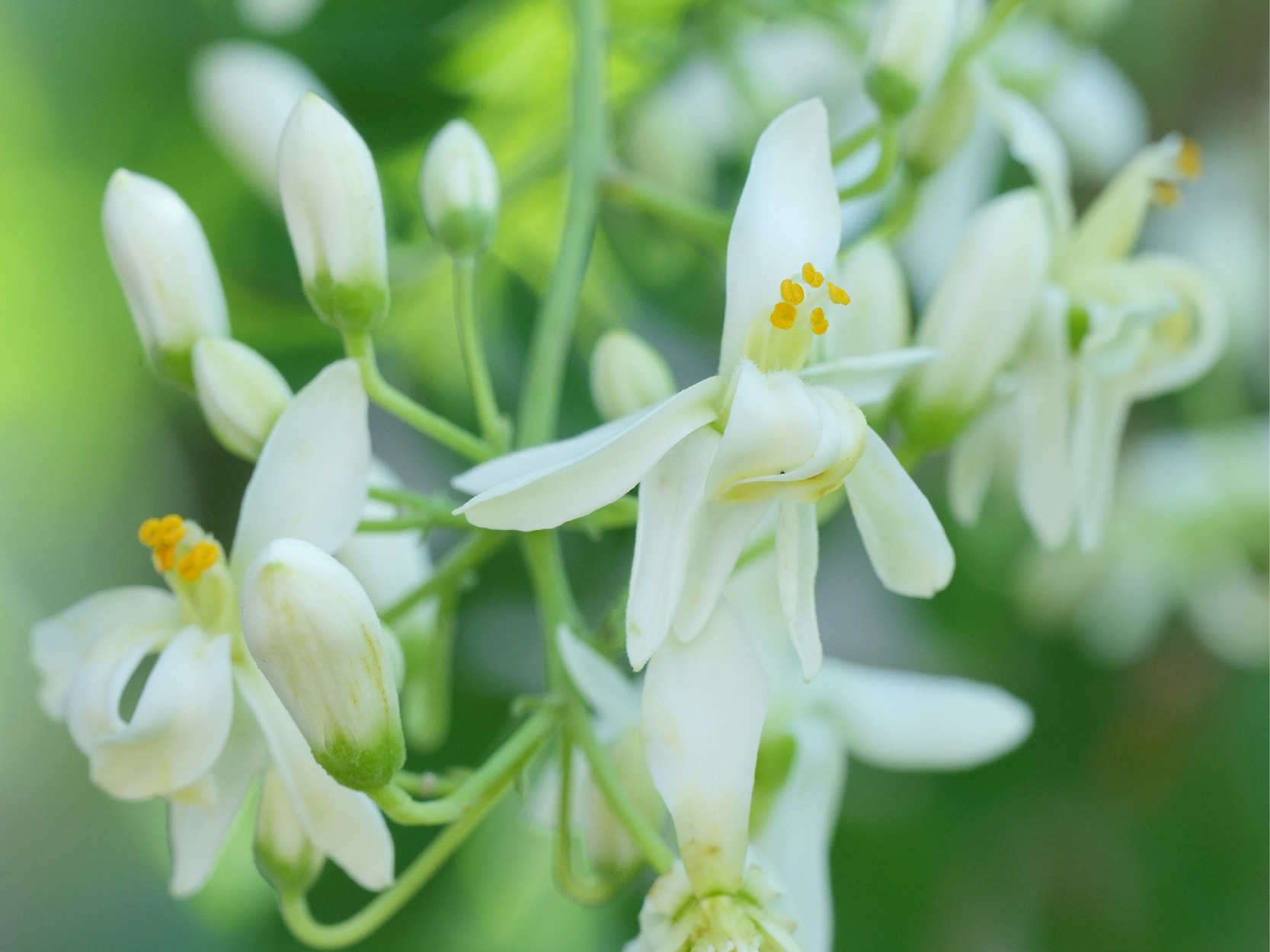 Moringa Oleifera_Mobile.jpg