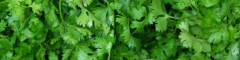 800x200-cilantro-desktop.jpg