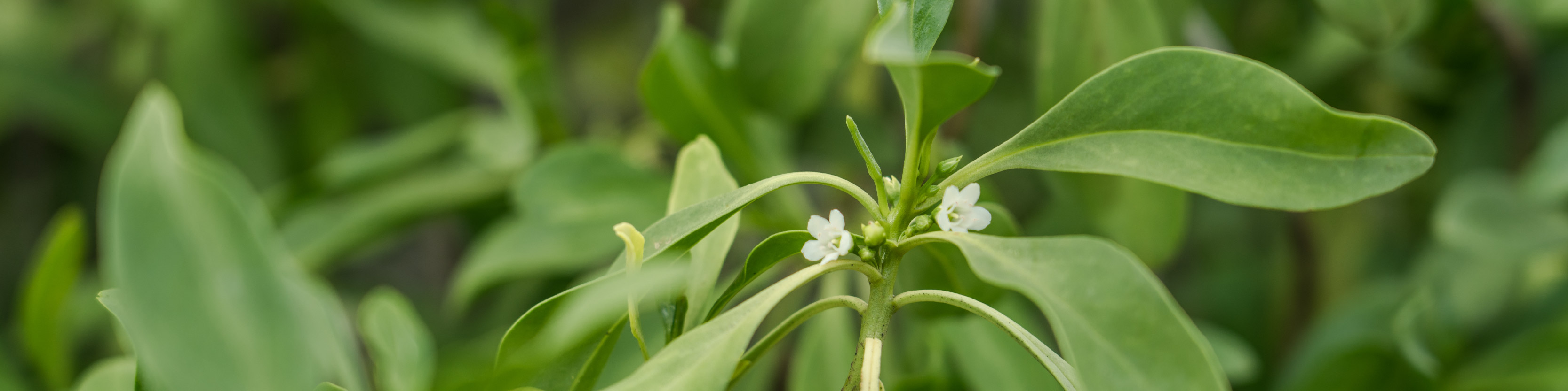 Naio wood Images_desktop.jpg