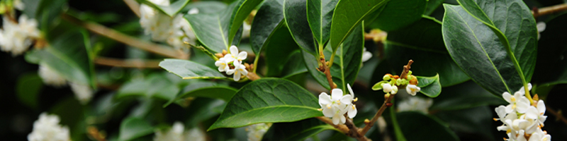 Osmanthus image