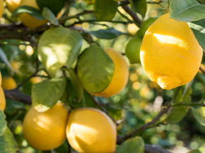 Lemon Essential Oil  image