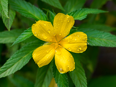 Damiana Essential Oil image