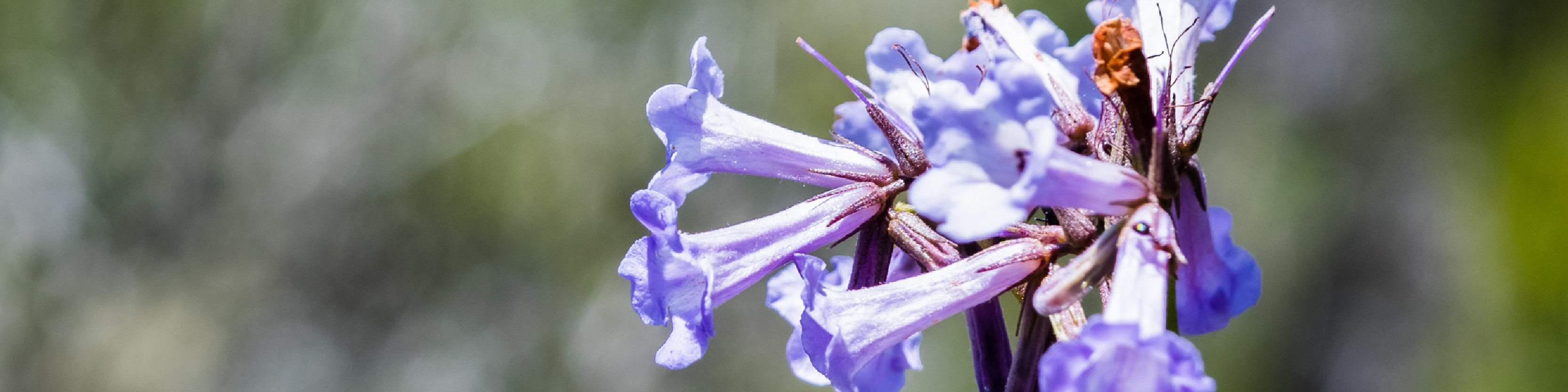 MetaPWR Mito2Max Ingredient Images_Eriodictyon Californicum - desktop.jpg