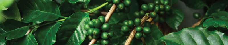 800x160-coffee-seed.jpg