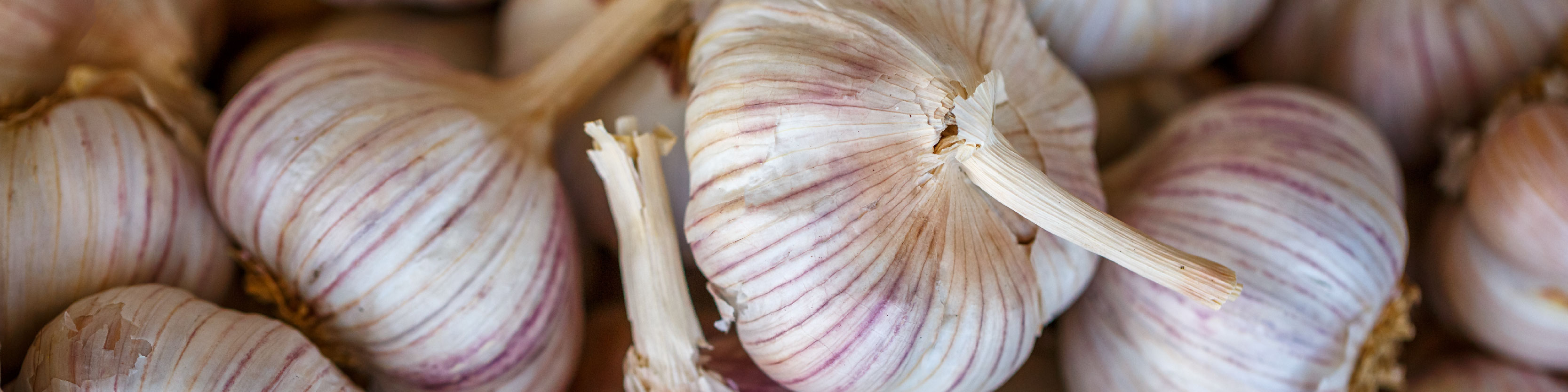 Garlic bulb - desktop.jpg