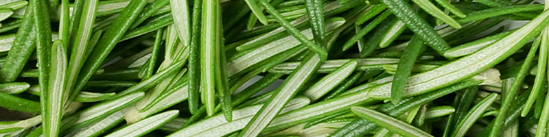 rosemary image