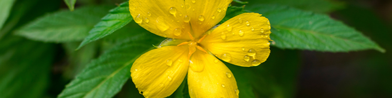 Damiana Essential Oil image