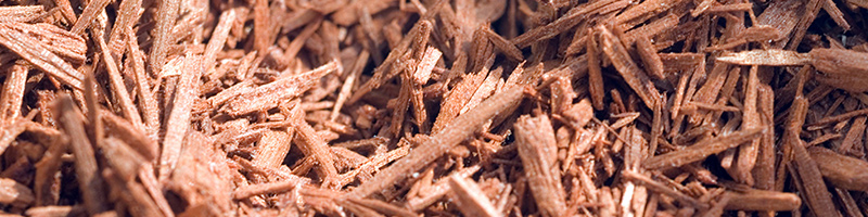 sandalwood image