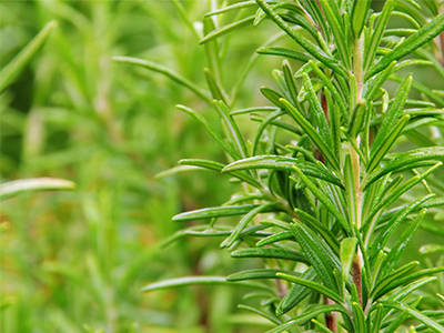 Rosemary image