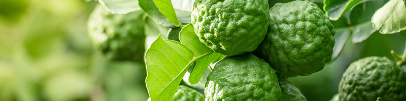 bergamot-desktop.jpg