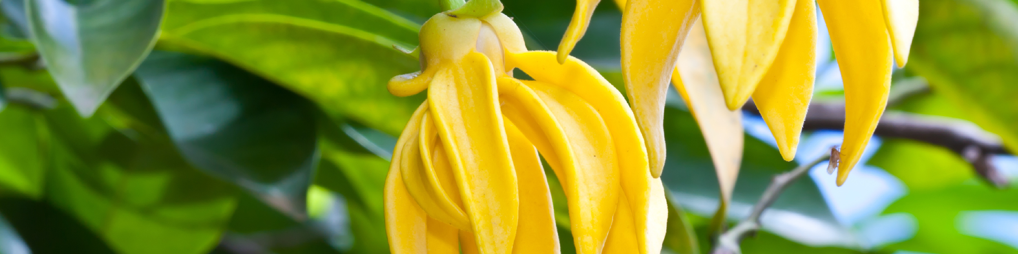 Serenity Stick Product Page images_ylang ylang - desktop.jpg
