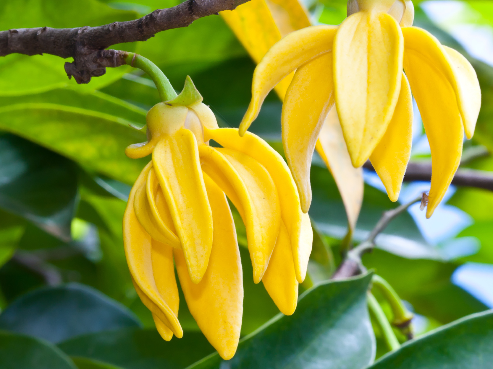 Serenity Stick Product Page images_ ylang ylang - mobile.jpg