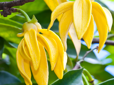 ylang ylang image