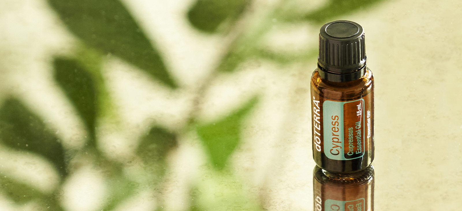 cypress header image