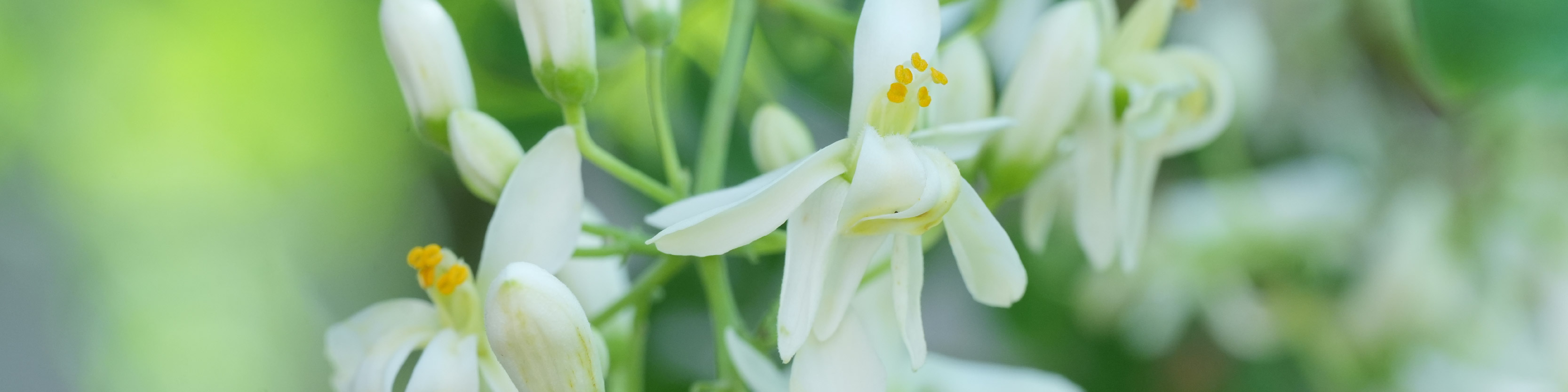 Moringa Oleifera_Desktop.jpg