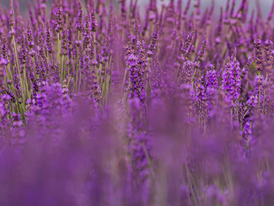 Lavender image