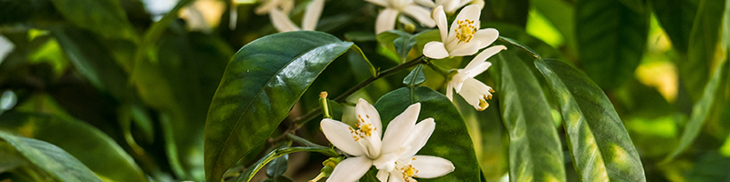 800x200-neroli-citrus-desktop.jpg