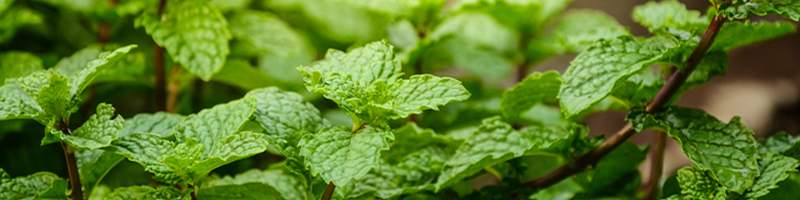 Spearmint image