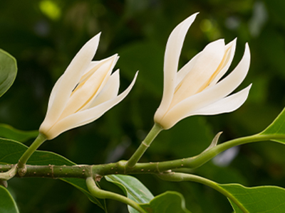 Magnolia Leaf Essential Oil image
